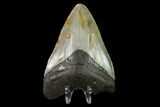 3.34" Fossil Megalodon Tooth - North Carolina - #129960-2